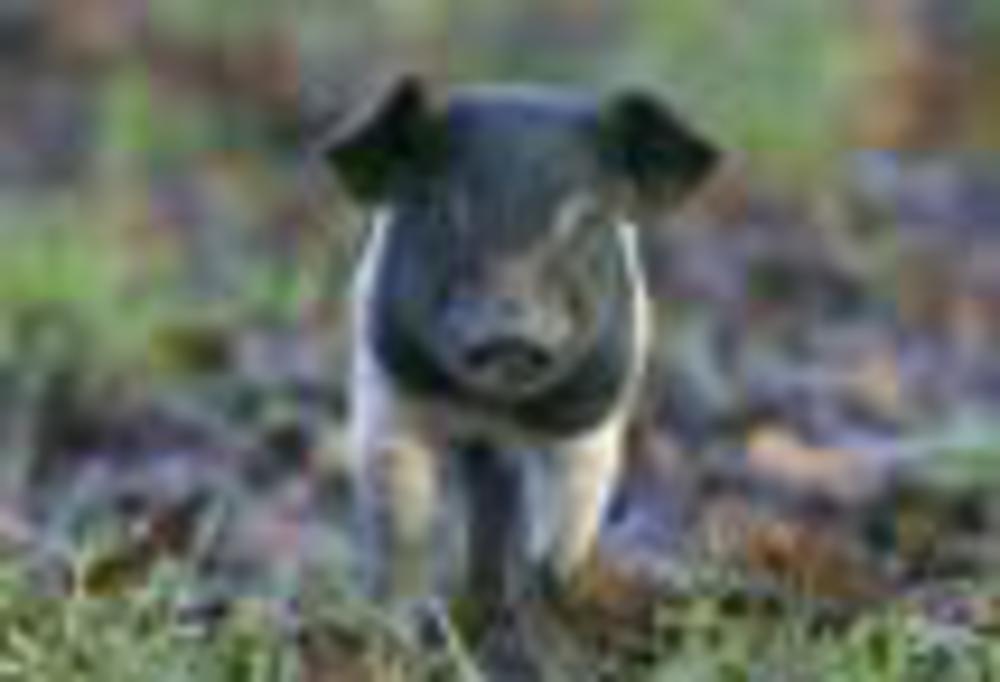 organic animal welfare